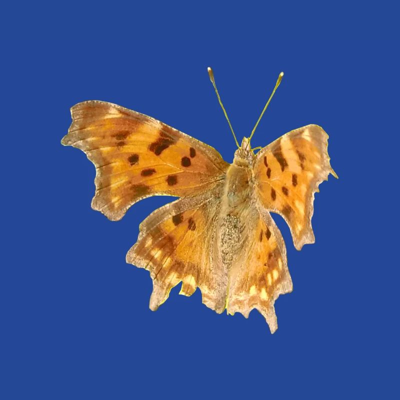 Papillon C-Moth