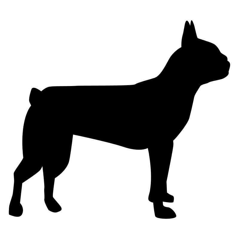 Boston Terrier