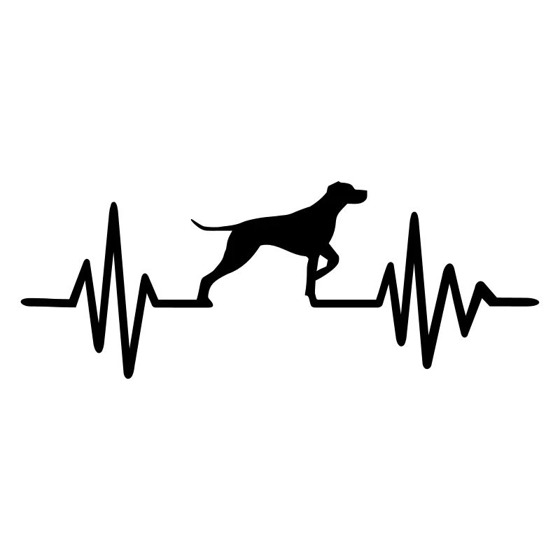 German Shorthaired Pointer