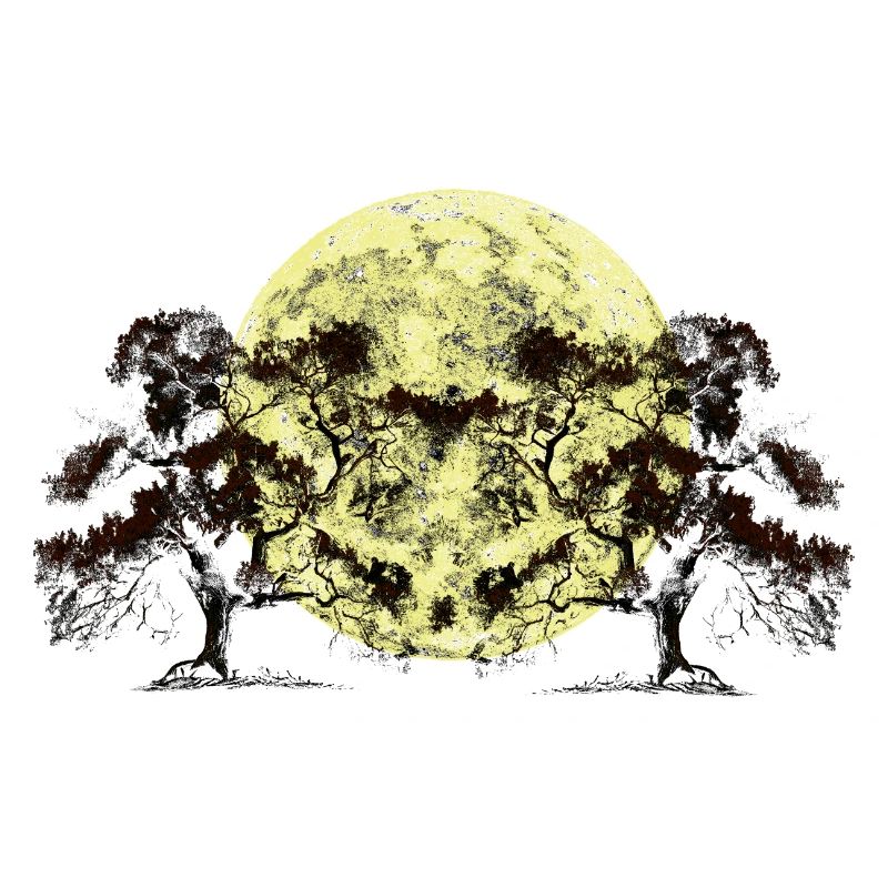 Moon, Forest, Trees, Nature, Botany, Flora