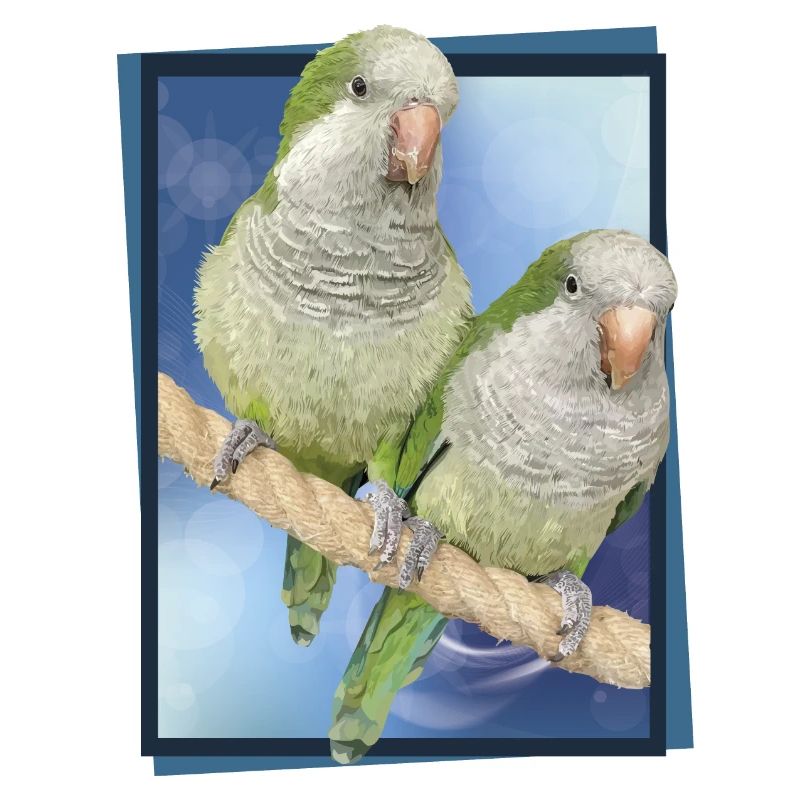 Argentine Parakeet
