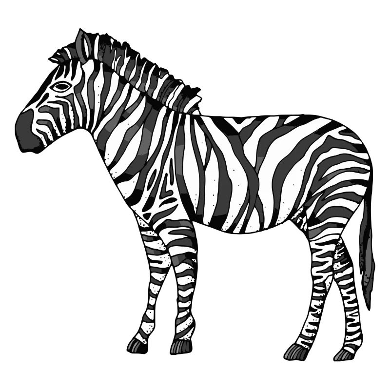 zebra