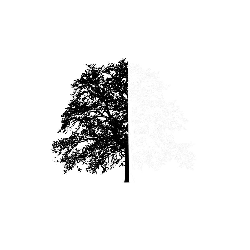 Tree Tree Black White Illusion