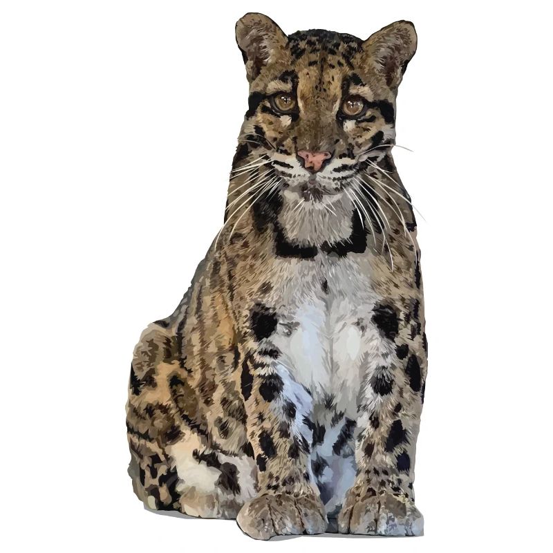 Clouded leopard