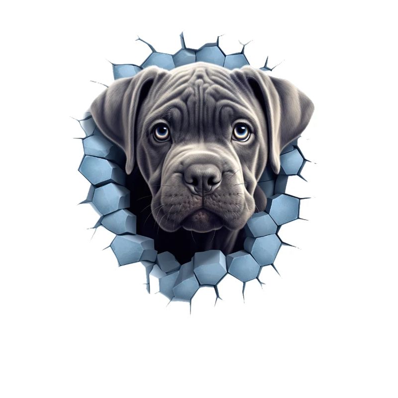 Cane Corso durch die Wand für einen Cane Corso