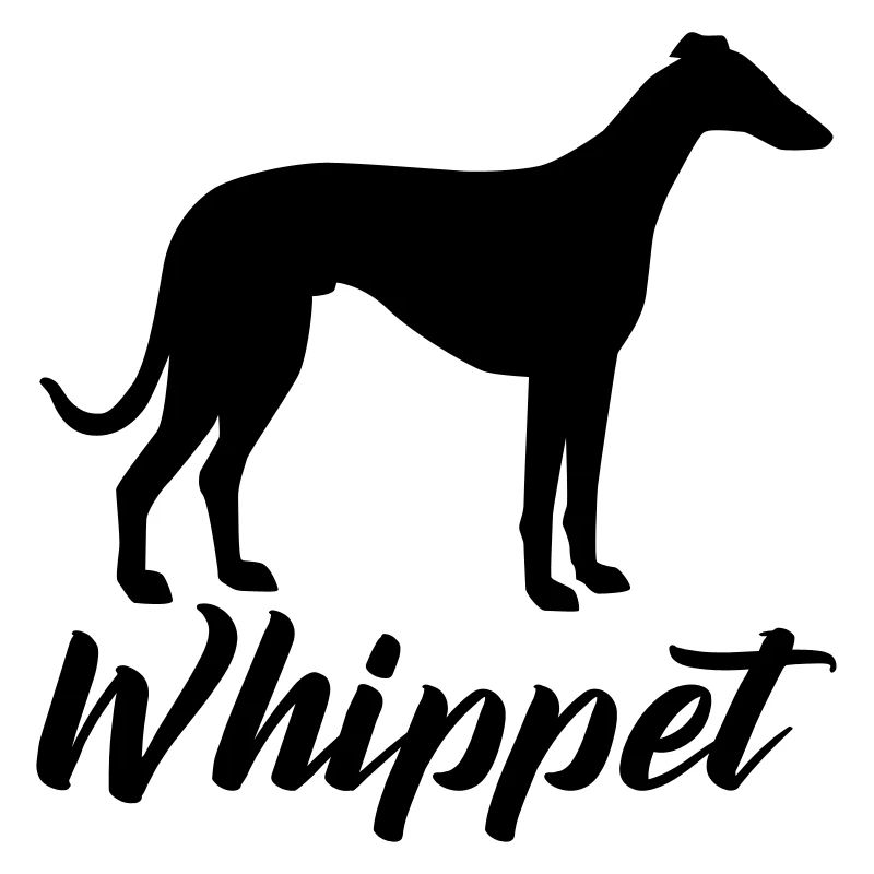 Whippet