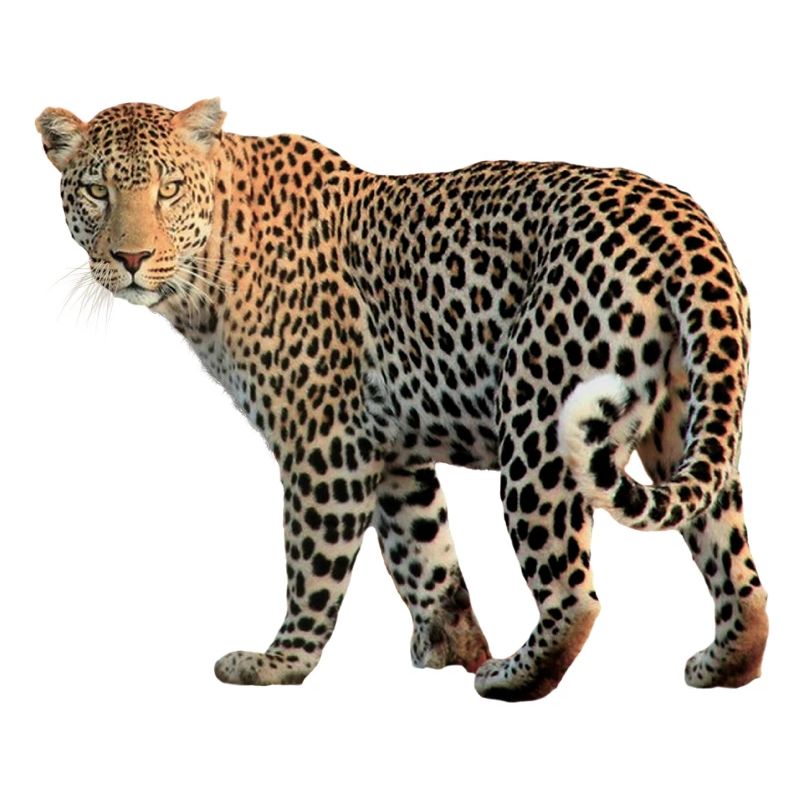 Leopard sehr charismatisch. Geschenkidee
