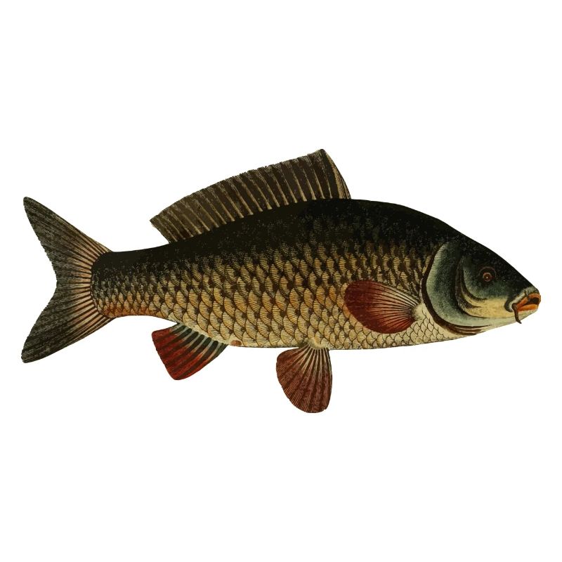 Fisch Karpfen