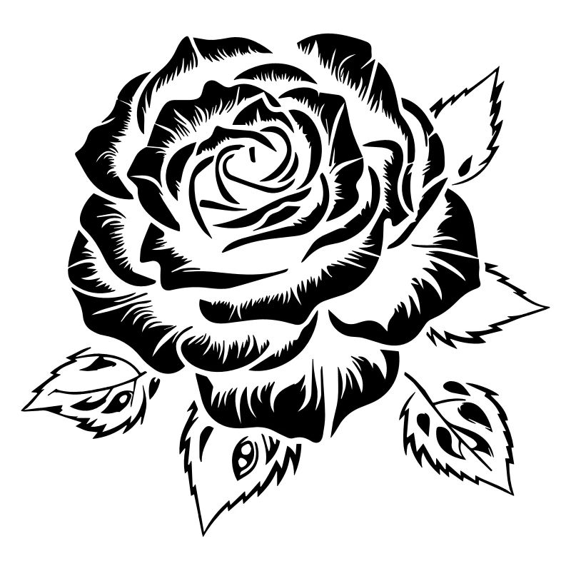 Weiße Rose