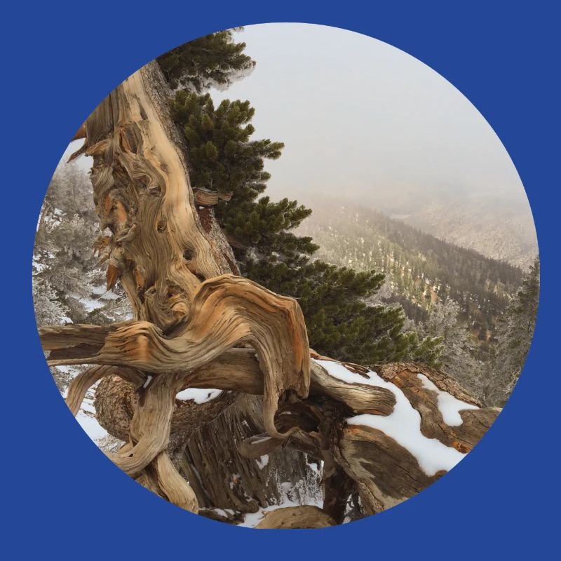 old gnarled tree on the Pacific Crest Trail
