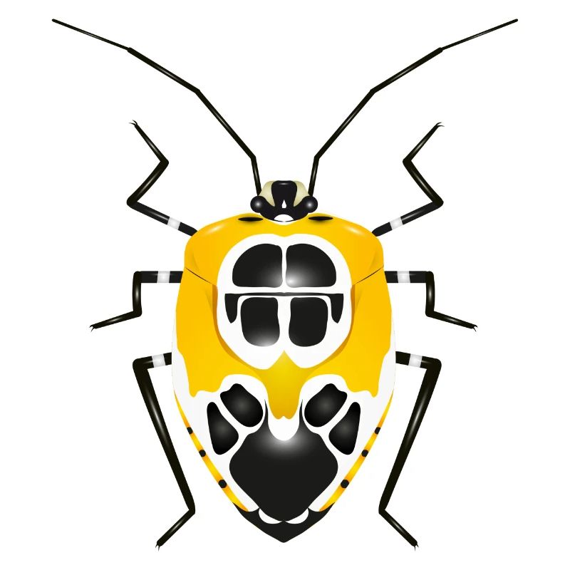 Runibia decorata Creepy Crawly Insect Yellow Black