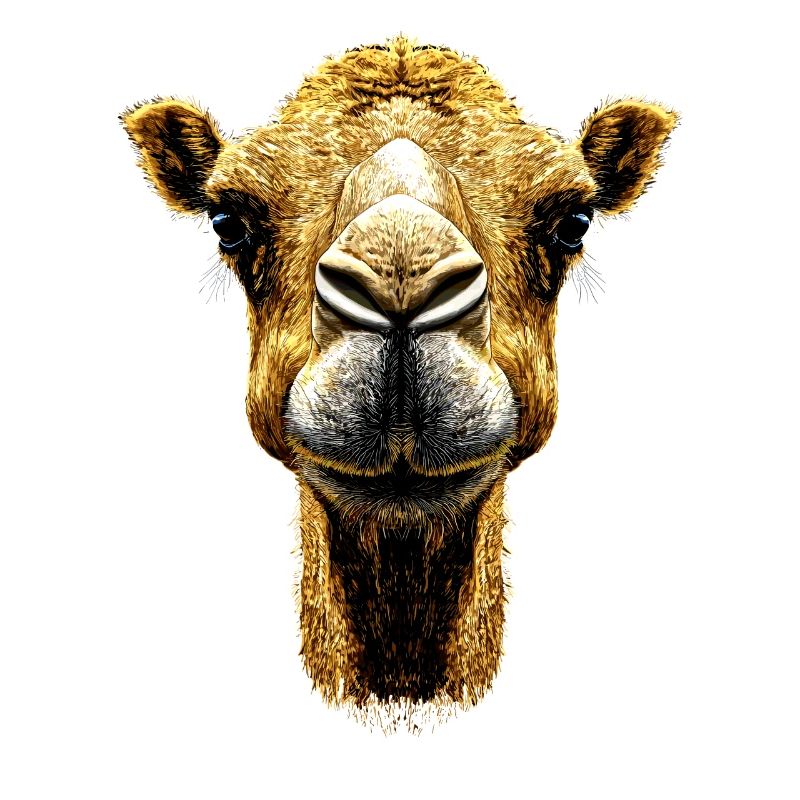 Camel Dromedary Bactrian Camel Gift Camels