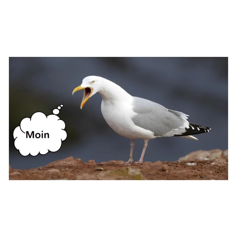 Moin Möwe