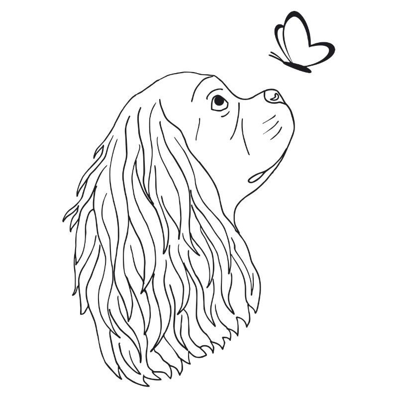 Cavalier King Charles Spaniel