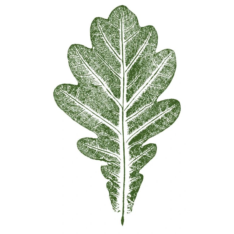 Blatt Eiche - Eichenblatt / Natur & Wald Design