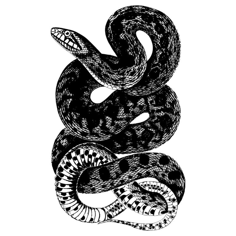 Snake