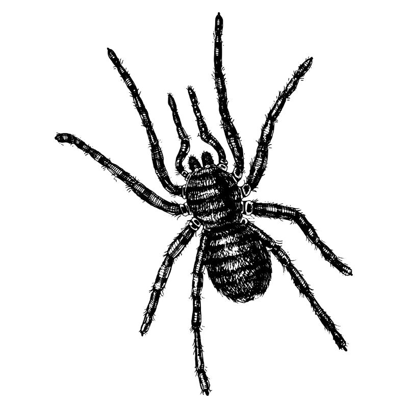 Une grosse araignée rampe au-dessus de vous