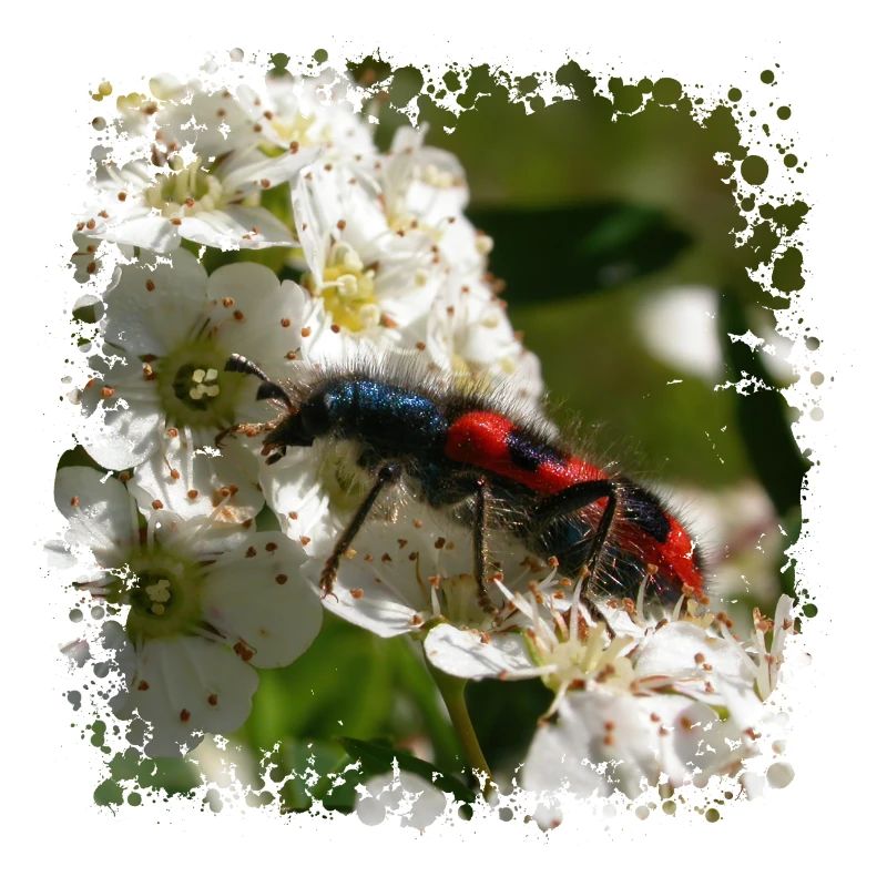 Der Bienenkäfer oder Bienenwolf ist ein Raubinsekt