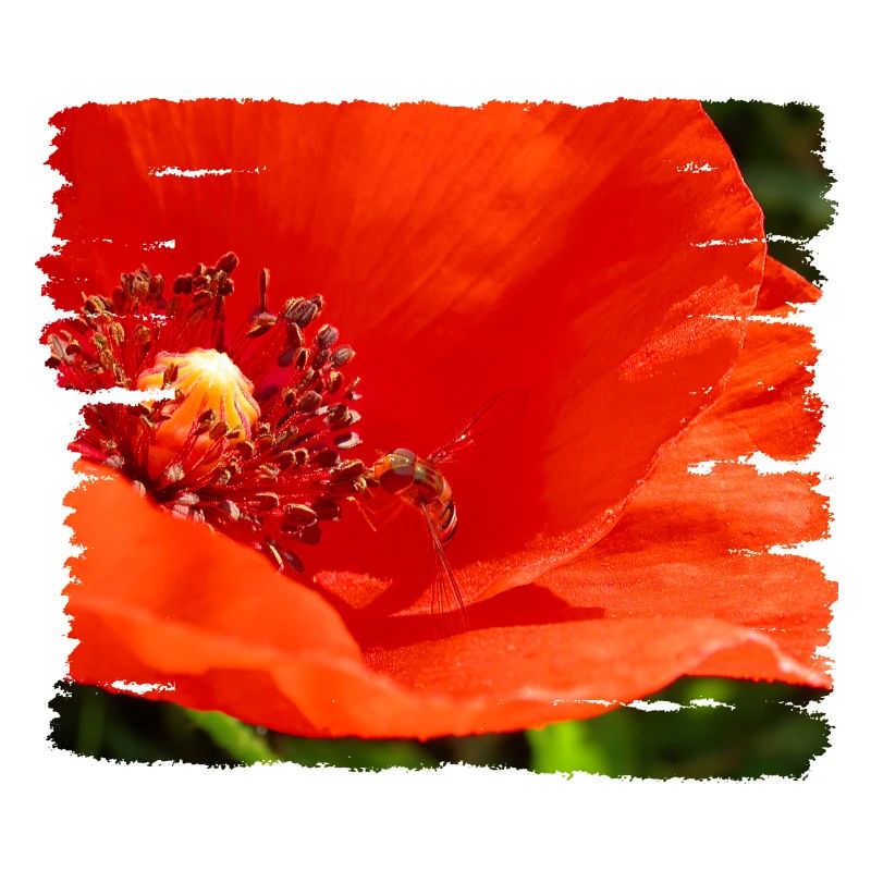 Wild bee feasts on poppy blossom