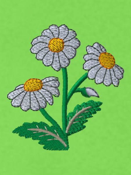 Gänseblümchen