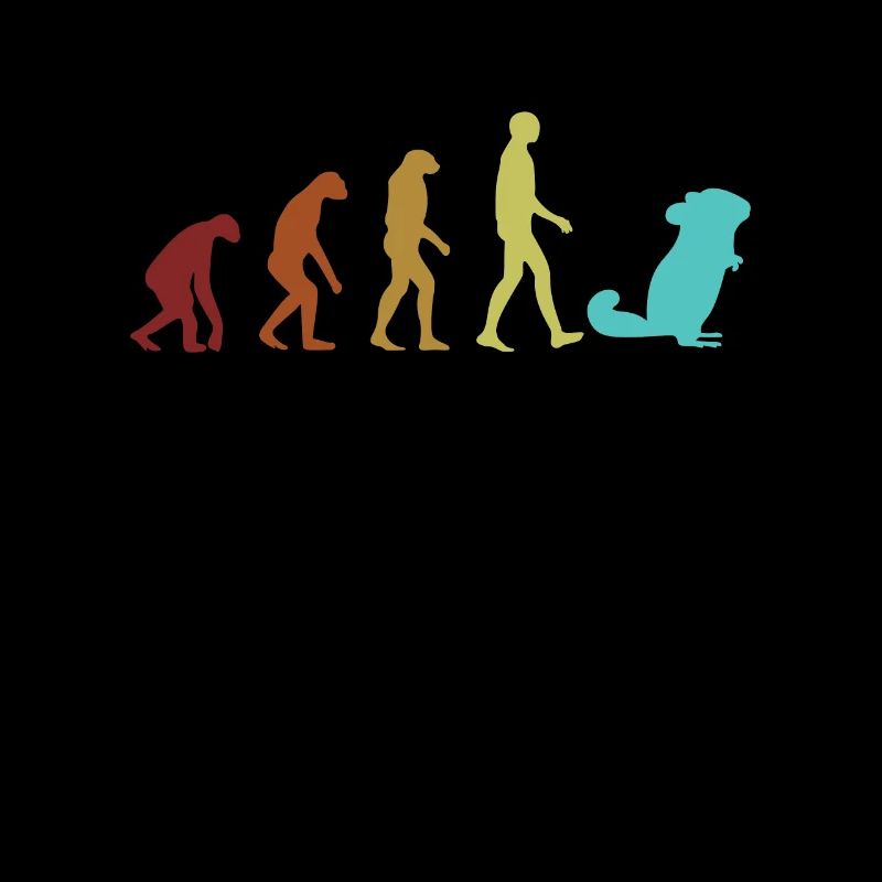 Chinchilla Evolution Longtail Longhair Breeder