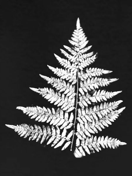 fern