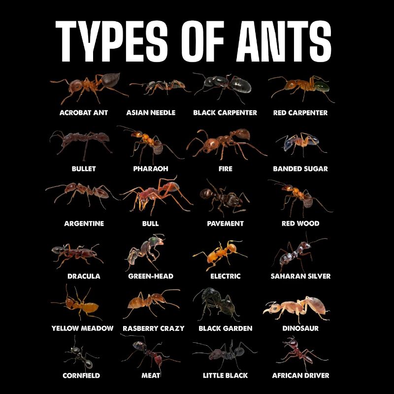 Types de fourmis pour les amateurs de fourmis