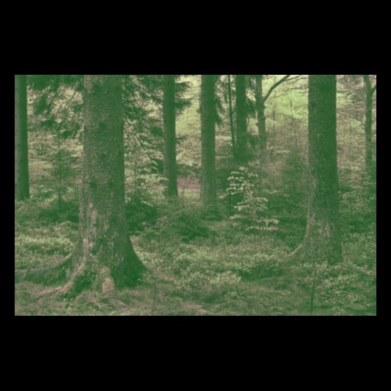 Forêt de rêveurs