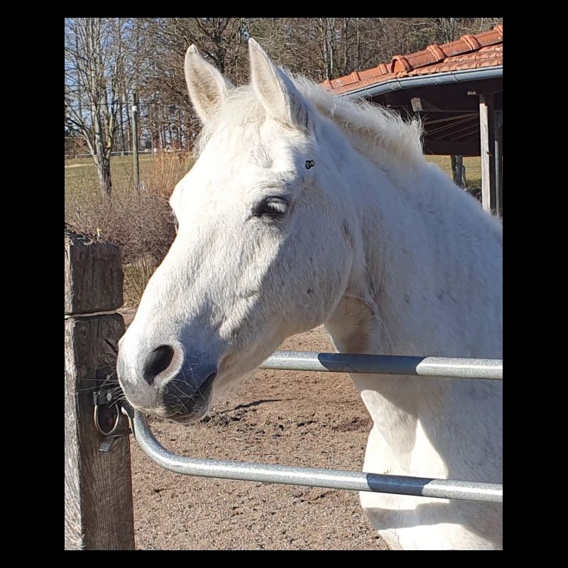 Portrait de cheval blanc