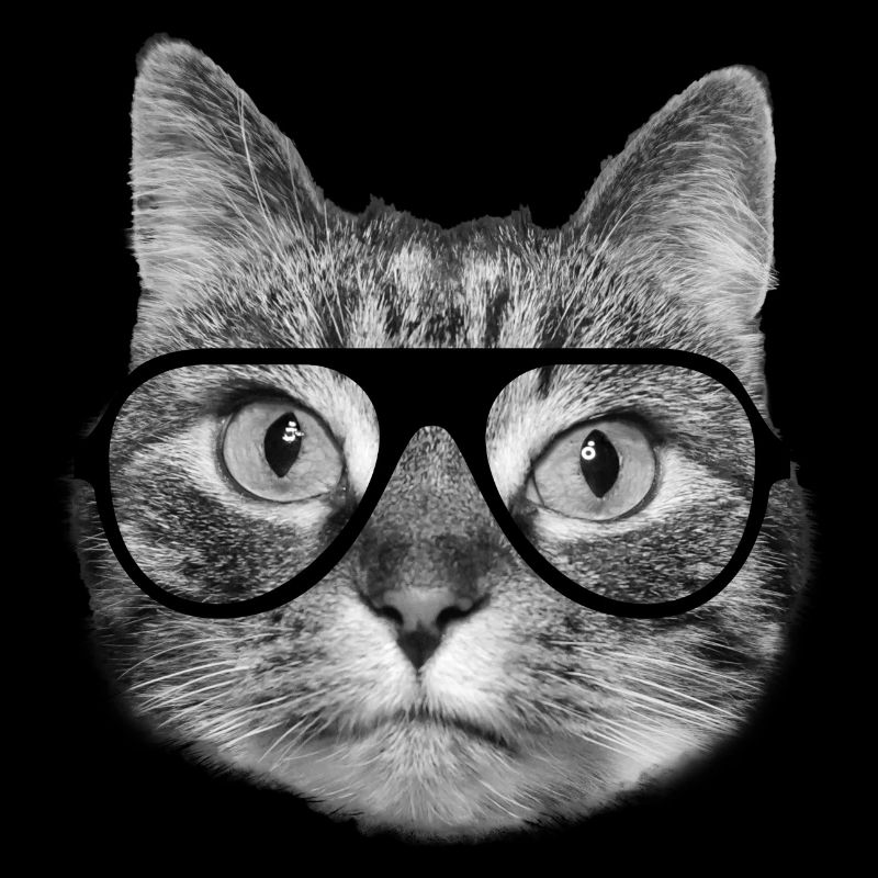 Coole Hipster Katze mit schwarzer Brille