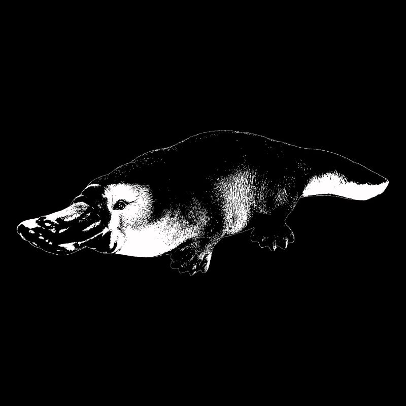 Ornithorynque