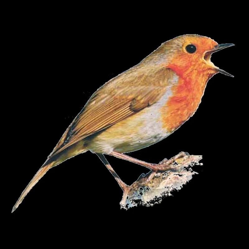 Rotkehlchen Vogel Robin