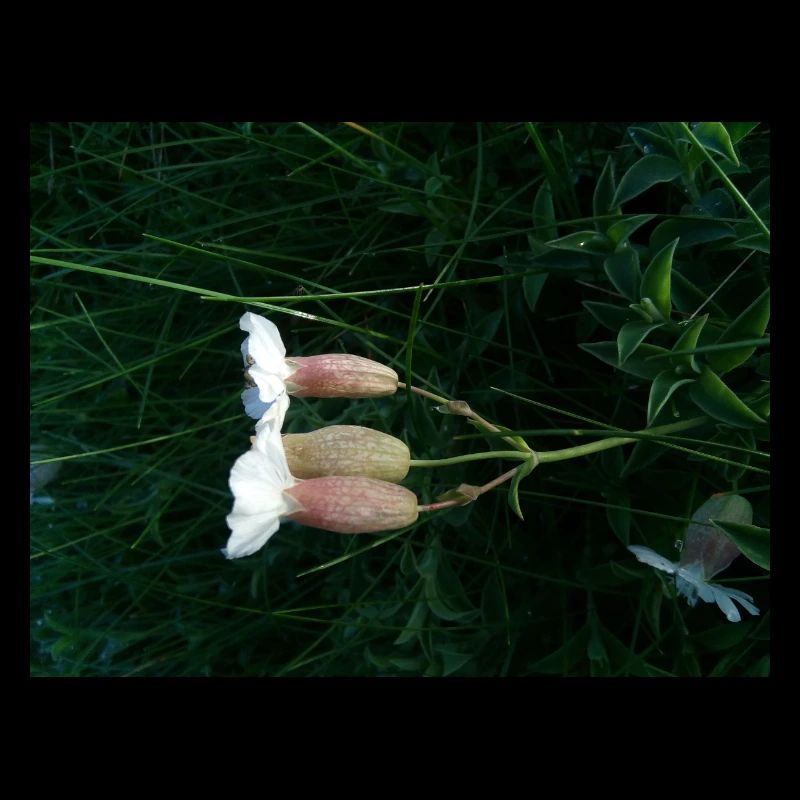 Fleur couchée par le vent