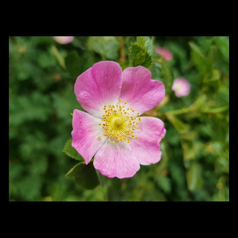 bruyère douce aussi églantine rose Weinrose