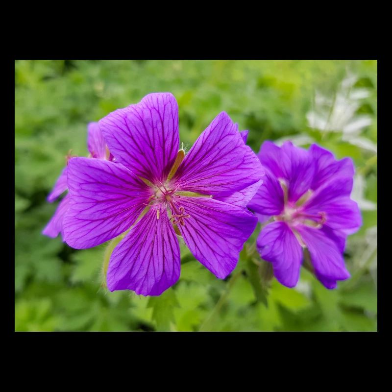 Geranium Brookside in german Storchschnäbel