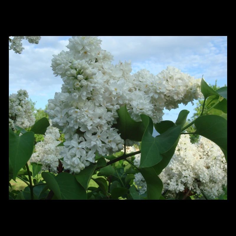White stuffed lilac