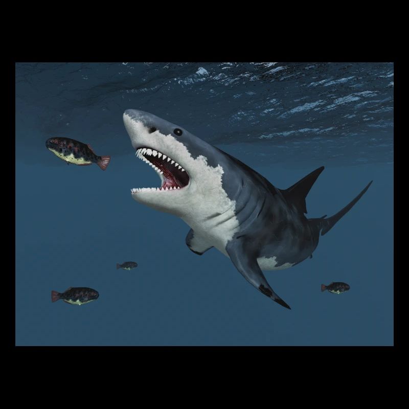Great white shark on the hunt