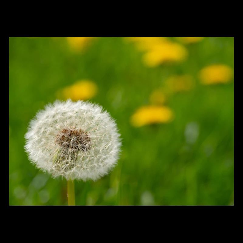 Dandelion