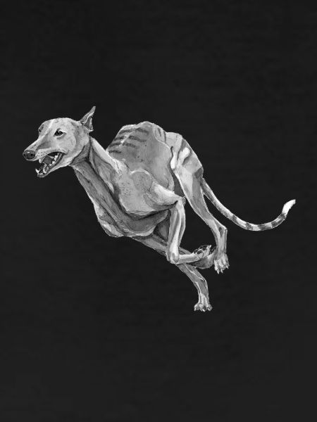 Greyhound