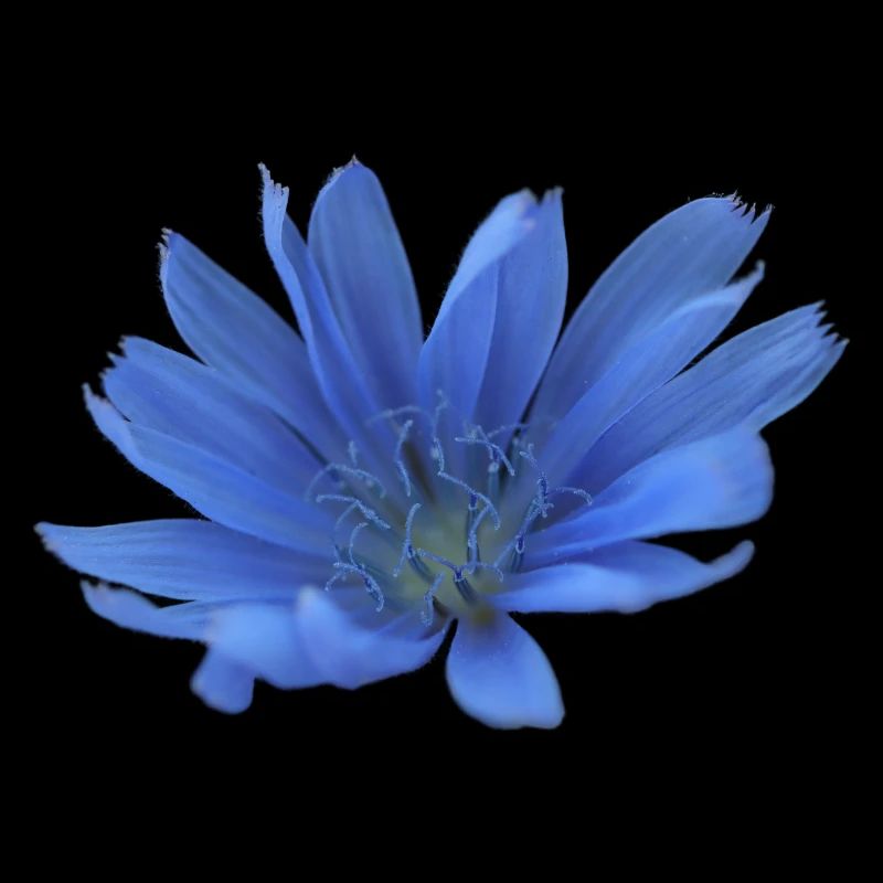 Gardien Fleur Bleue Chicorée Fleur Pourpre