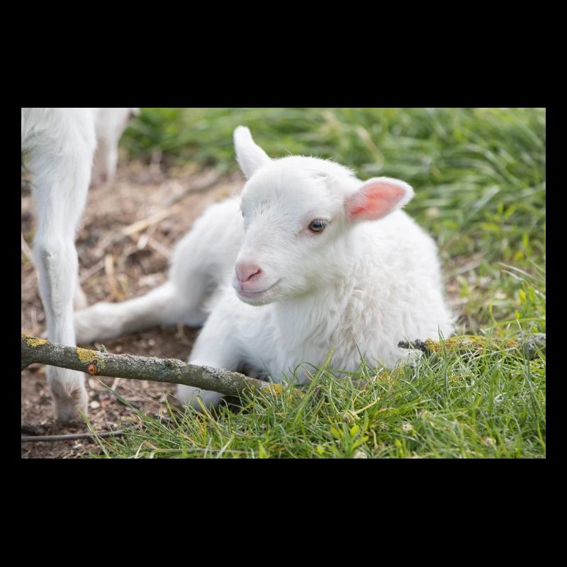 Lämmchen (Ovis) Lamm