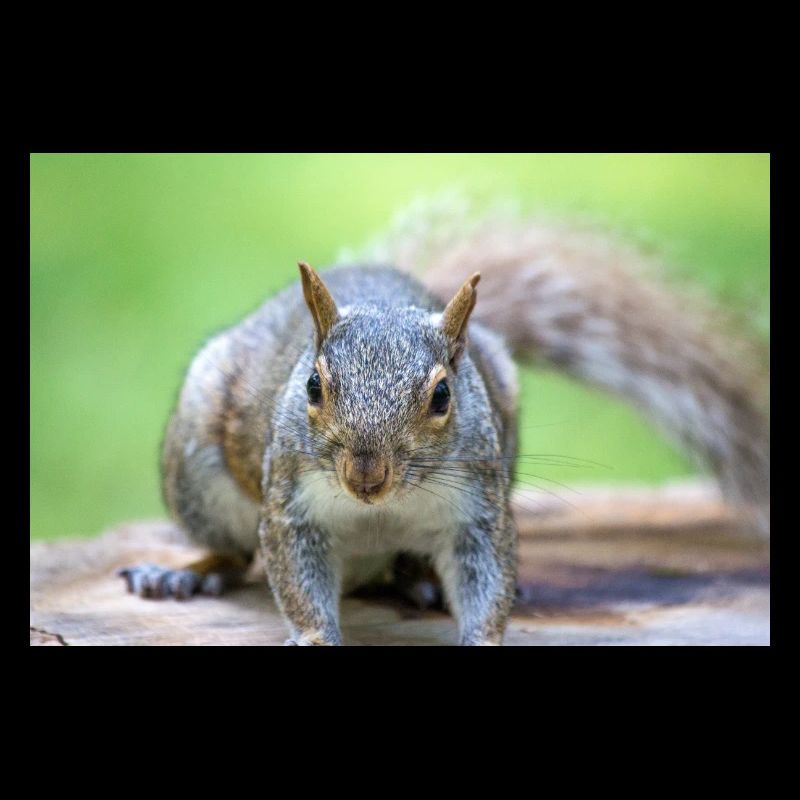 Grey squirrel Grauhörnchen Sciurus carolinensis