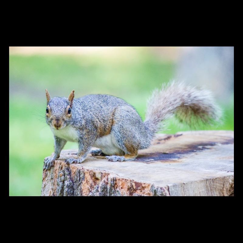 Grey squirrel Grauhörnchen Sciurus carolinensis