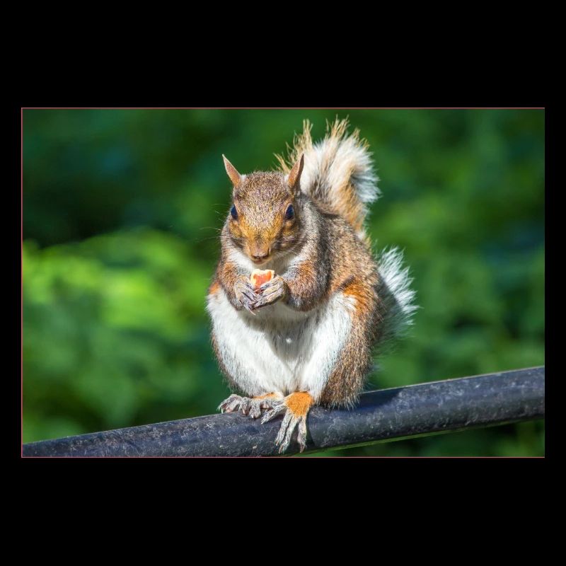 Essen Grauhörnchen Grauhörnchen Sciurus caroline
