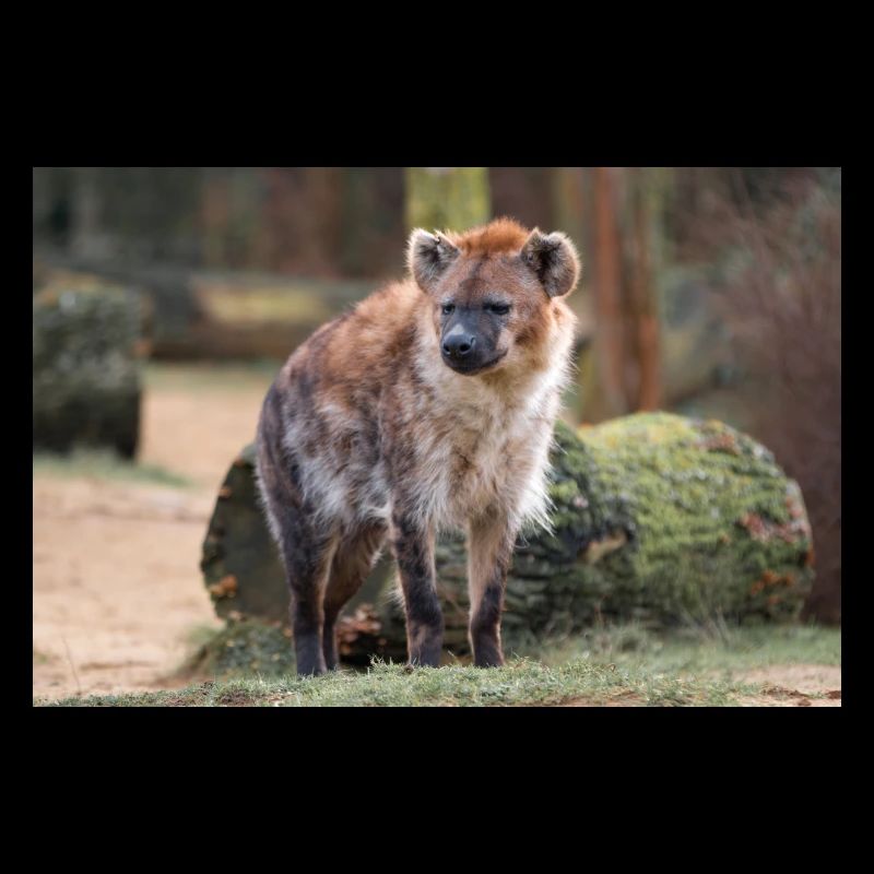 Hyäne oder Hyäne oder Harpyie (auf Deutsch Hyäne) Hyäne