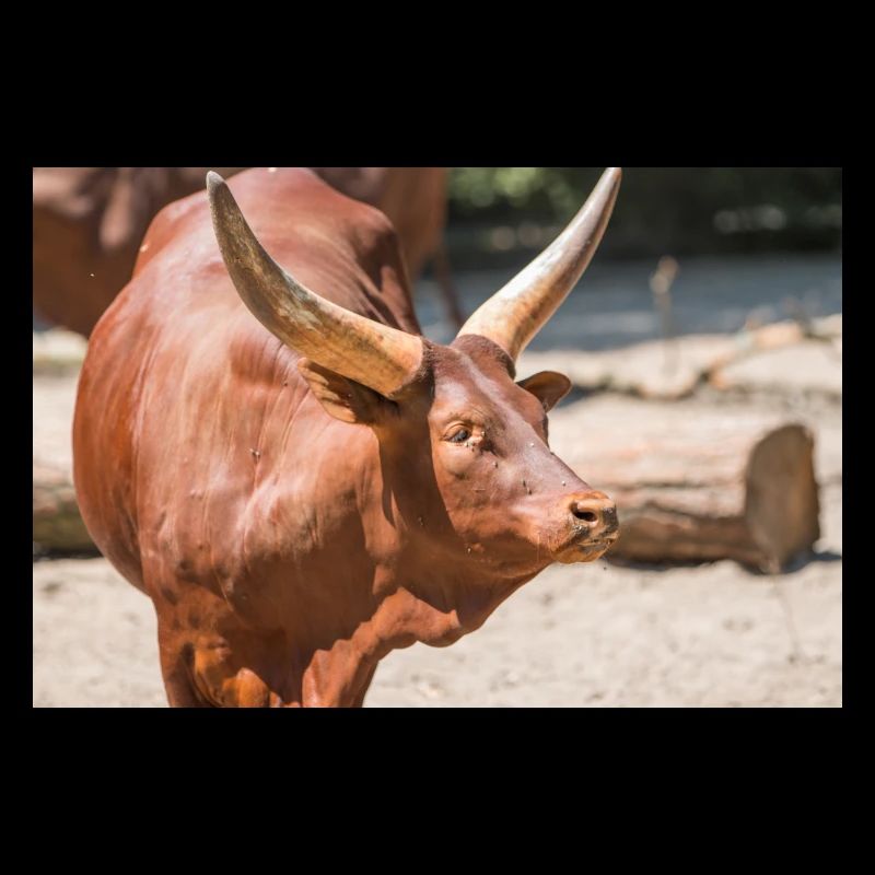 Ankole-Watusi oder Ankole Longhorn Watussirind