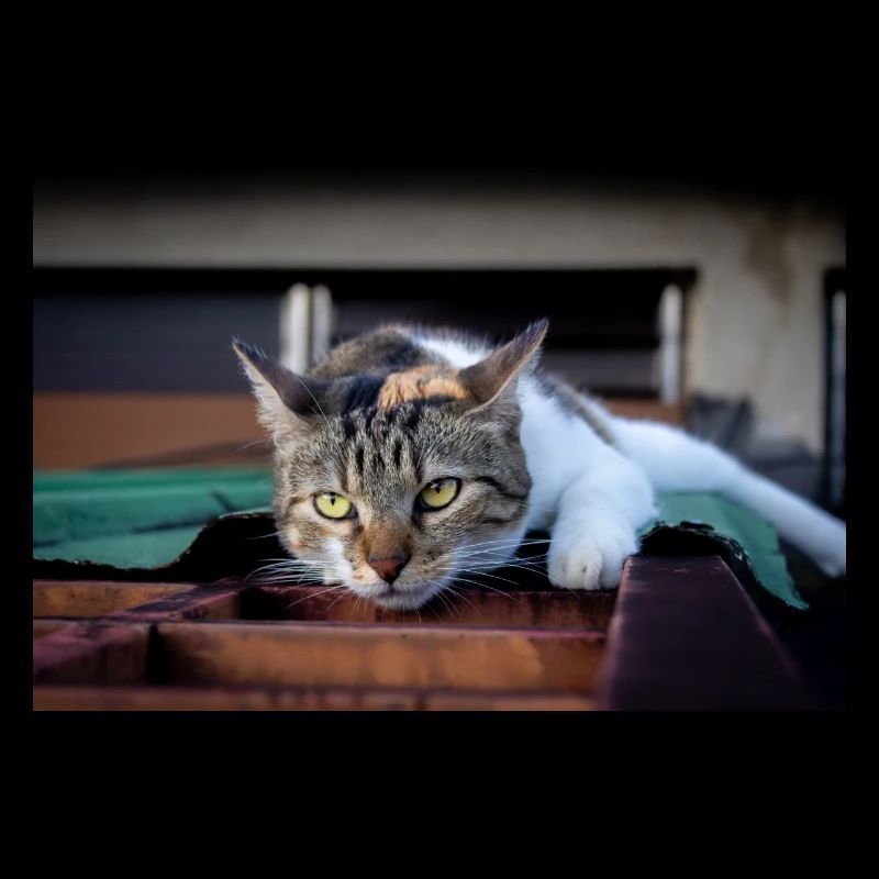 The cat