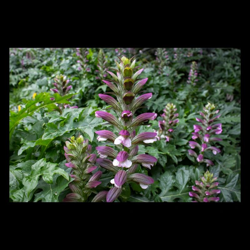 bear's breech Acanthus spinosus
