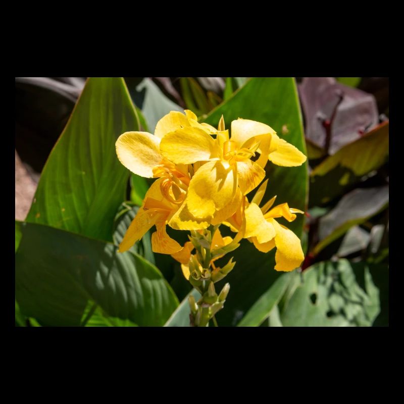 Canna- oder Canna-Lilie Canna × hybrida Rodigas