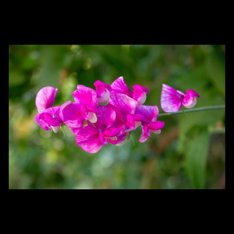 pois vivace éternel Lathyrus latifolius